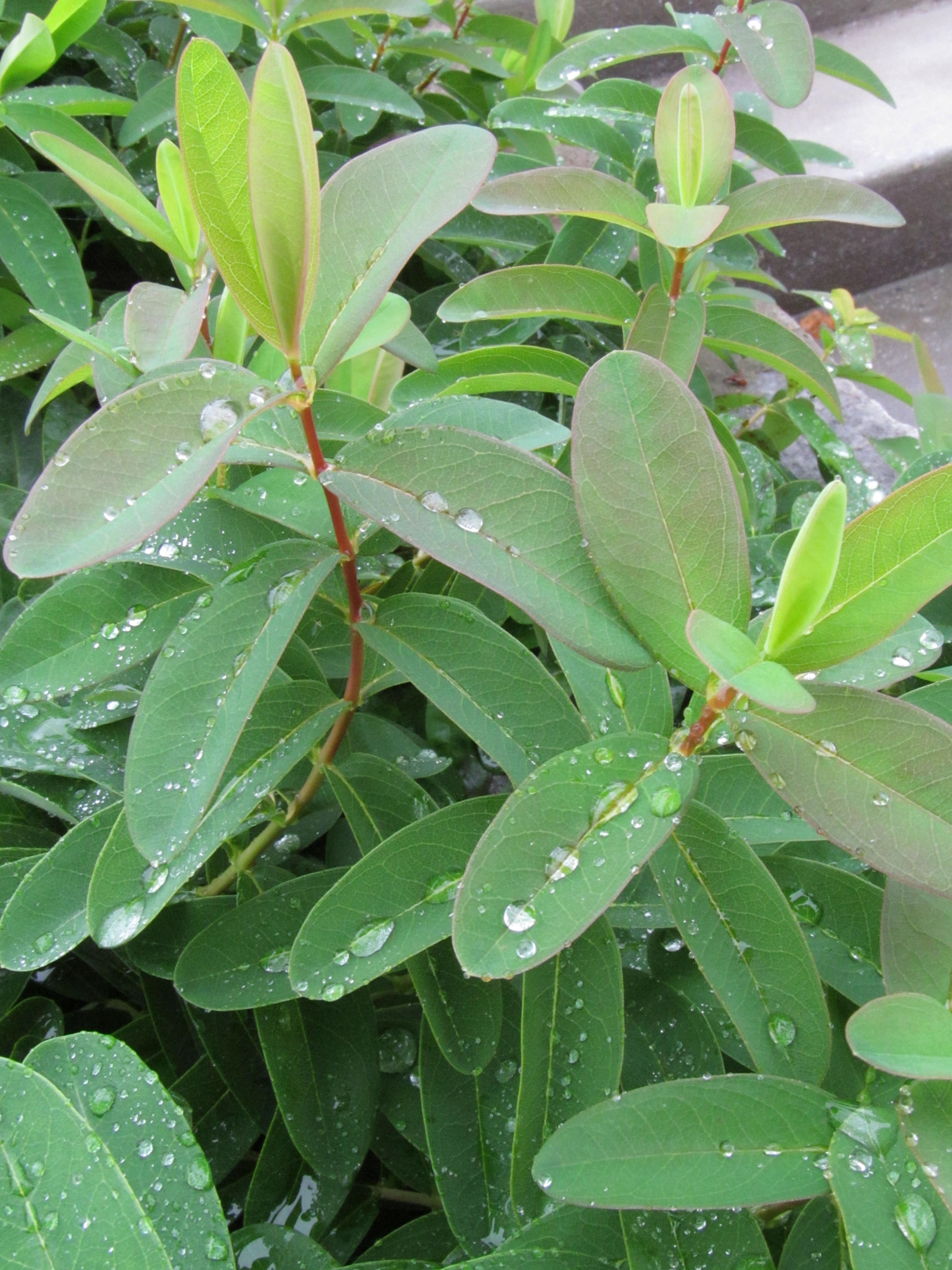 droplets