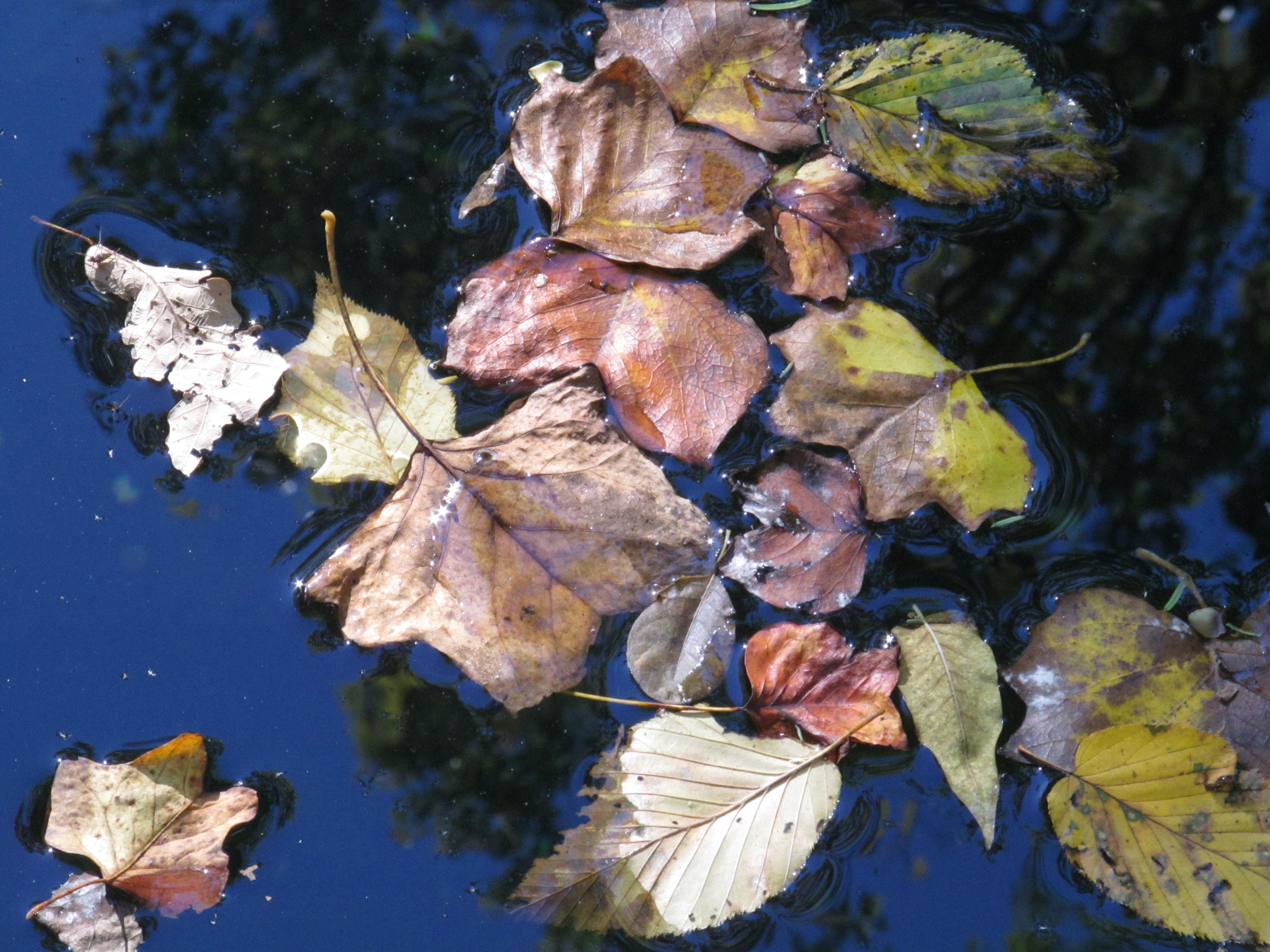 leaves