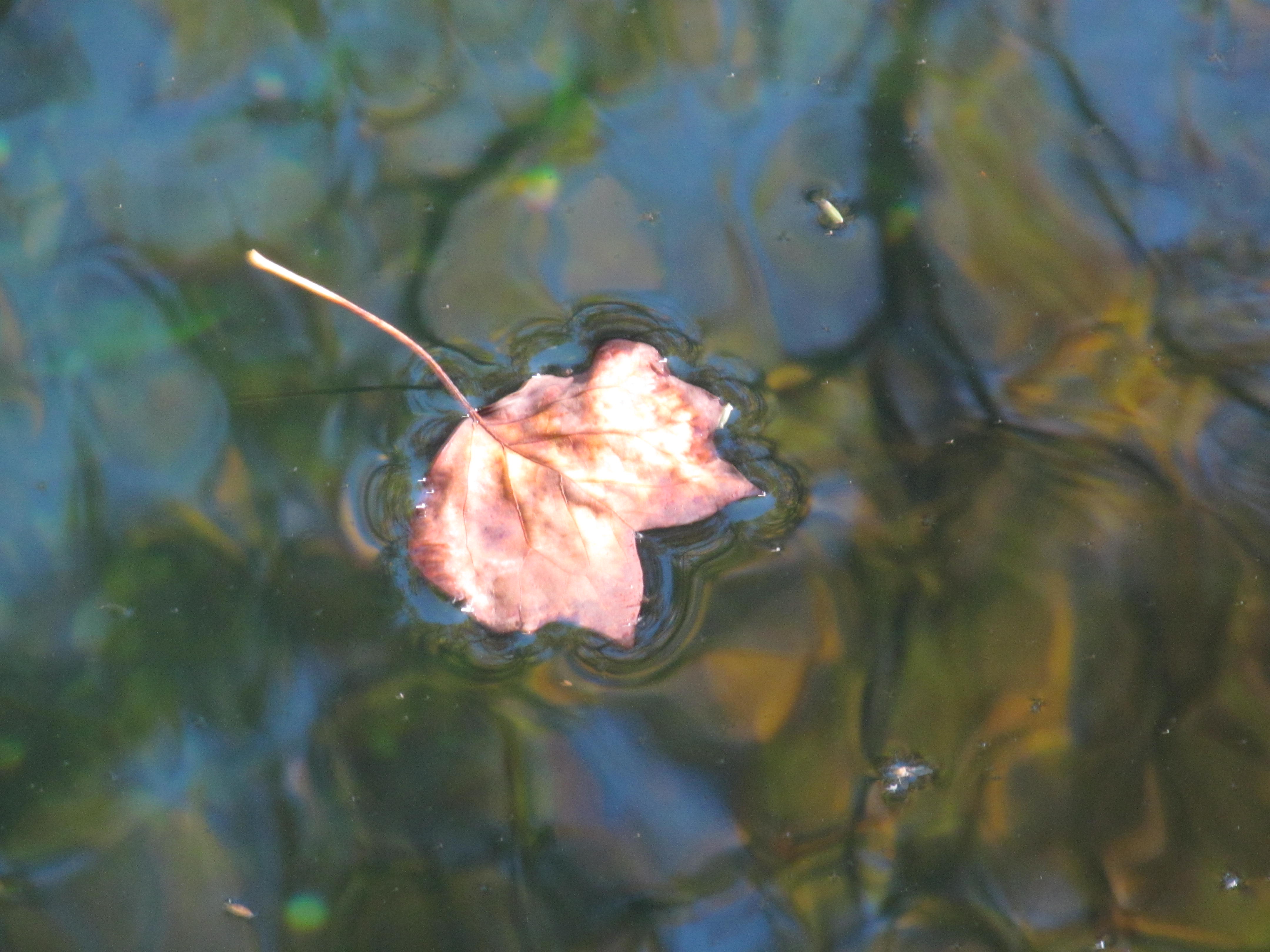 singleleaf