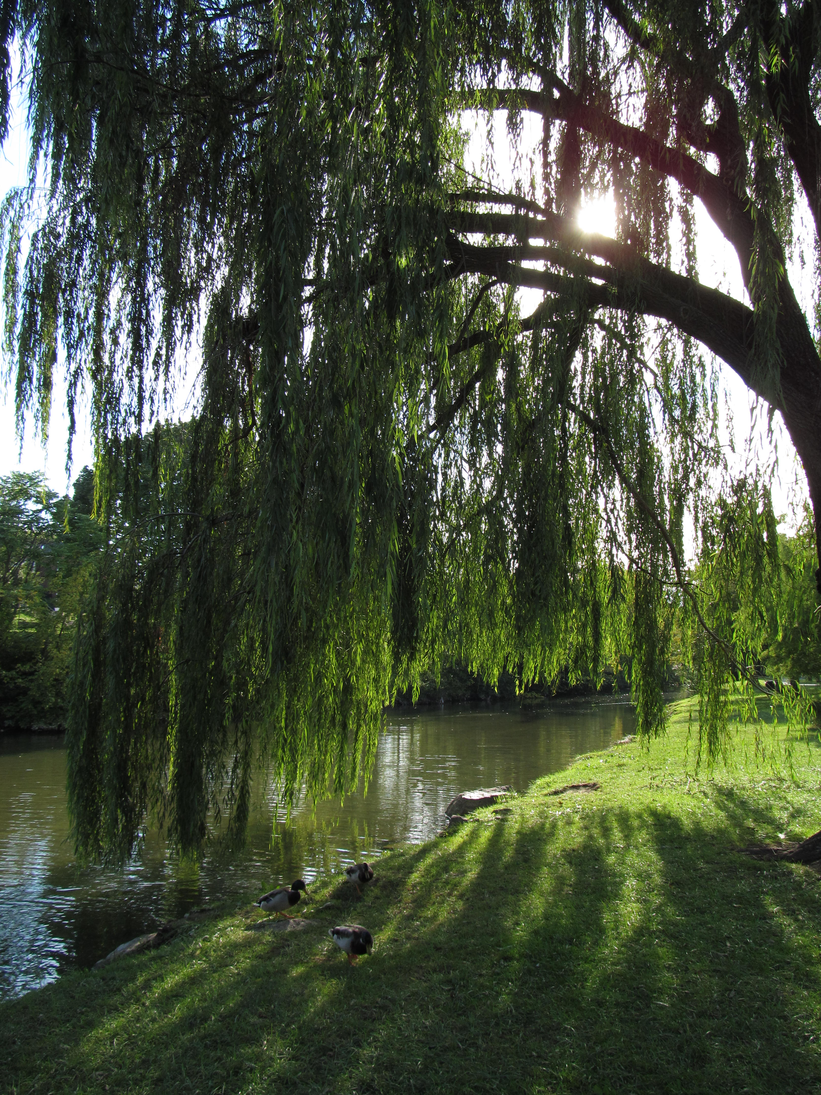 willow